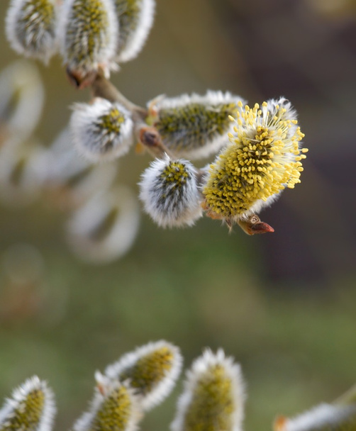 First blossoming catkin  - Photo, Image