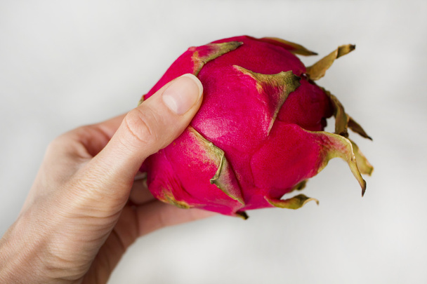 Woman`s hand holding exotic dragon fruit isolated on grey textured background. Bright red violet skinned fruit with violet flesh. - Photo, Image