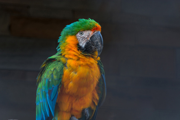 schöner bunter Ara-Papagei      - Foto, Bild