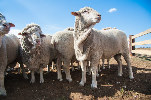 Sheep on a farm - Фото, зображення