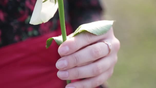 Witte roos in vrouwelijke handen - Video