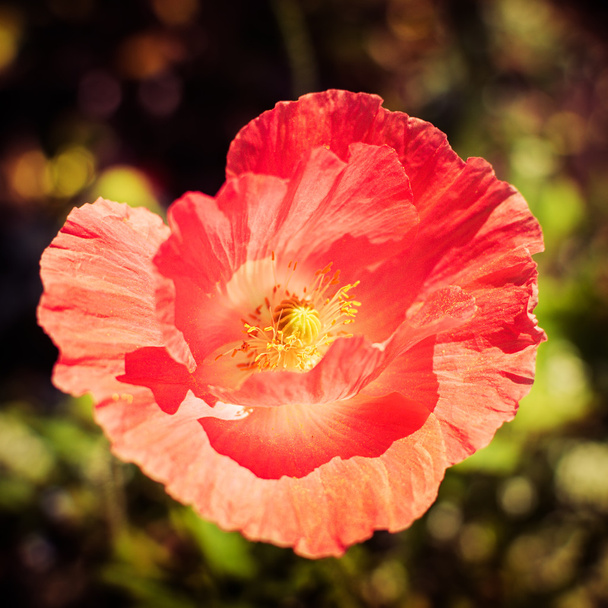 wild poppy flower - Foto, Imagem