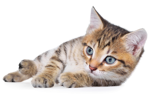 ショートヘアぶち子猫を産む - 写真・画像