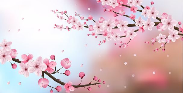 cherry blossom realistic vector, blur background - Vector, Image