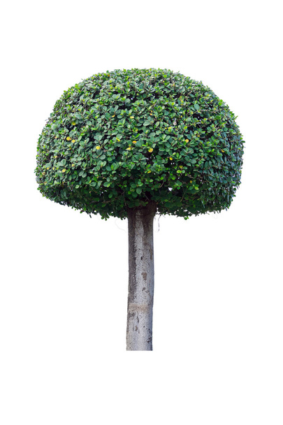 árbol de bonsái sobre fondo blanco
. - Foto, Imagen