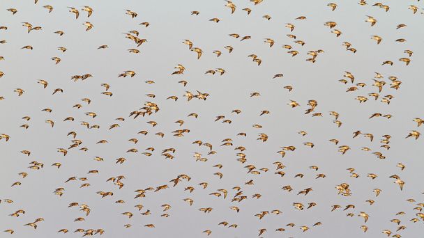 sandpipers in flight on a background of gray sky - Photo, Image