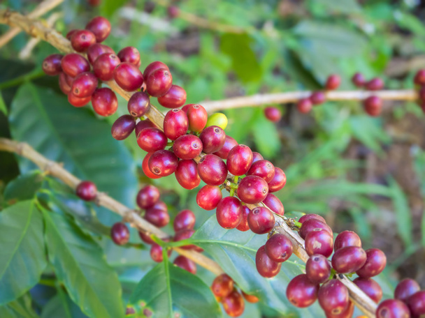 Granos de café en árboles
 - Foto, imagen