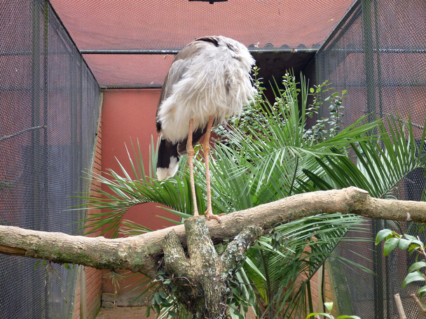μεγάλο λευκό και γκρίζο πουλί σε ένα κλουβί - Φωτογραφία, εικόνα