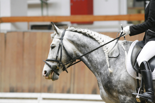 Вишуканий кінь під сідлом з неповнолітнім гонщиком в приміщенні
 - Фото, зображення