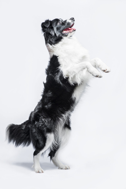 Portrait of a Border Collie on a grey background, rearing up - Foto, Imagen
