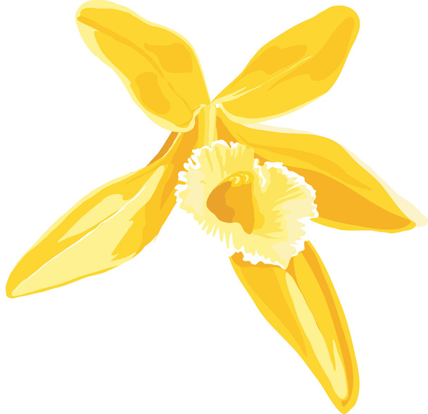 Εικονογράφηση του ένα κίτρινο λουλούδι της βανίλιας. - Διάνυσμα, εικόνα