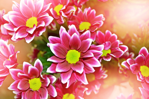  Ramas florecientes crisantemo. hermosas flores
 - Foto, Imagen