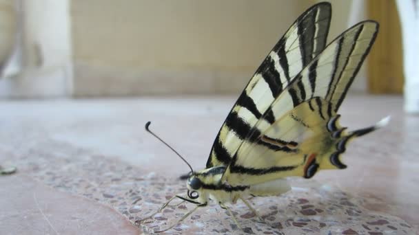 Motýl s siesta 4 - Záběry, video