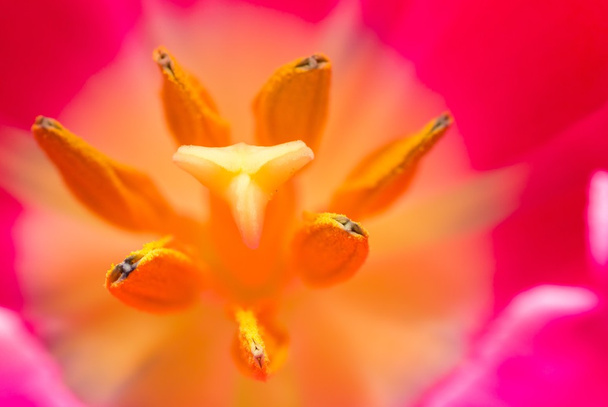 Nahaufnahme eines Teils der Tulpenblüte - Foto, Bild