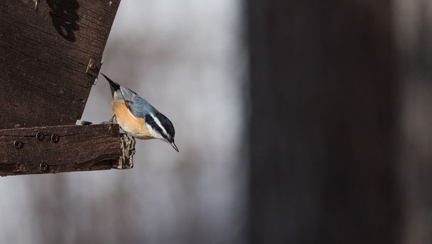 Red Breasted nuthatch (Sitta canadensis) in springtime.  Breakfast of sunflower seeds at a Northern Ontario feeder. - Photo, Image