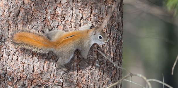 燃えるようなオレンジ色の春赤リス、木の完全な長さ。簡単な小動物、森の中で木を上下に実行. - 写真・画像