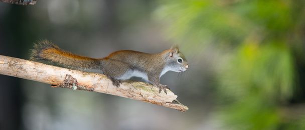 Φλογερό πορτοκαλί άνοιξη κόκκινο σκίουρο, πλήρες μήκος στο υποκατάστημα. Γρήγορη πλασματάκι δασωδών διακόπτει προσωρινά μόνο για ένα δευτερόλεπτο, τρέχει γύρω στα δέντρα στο δάσος ένα Βόρειο Οντάριο. - Φωτογραφία, εικόνα