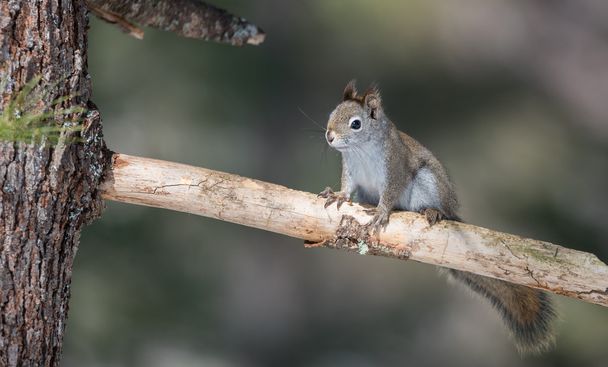 Mała wiewiórka w północnym Ontario, Kanada. Zatrzymał się na chwilę, bieganie po drzew w lasach północnej Ontario. - Zdjęcie, obraz