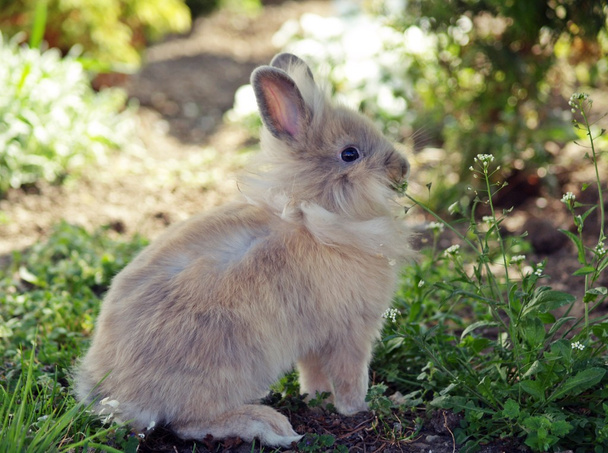 Bonito pequeno coelho de Páscoa jardim verde
 - Foto, Imagem