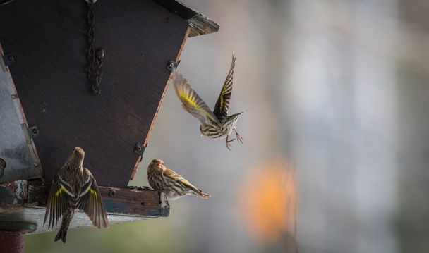 Πεύκο Siskin finches (Carduelis pinus) - άνοιξη ανταγωνίζονται για χώρο και φαγητό σε έναν τροφοδότη στη δασώδη περιοχή της Βόρειο Οντάριο, - Φωτογραφία, εικόνα