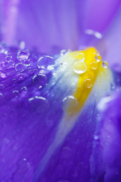 Purple Iris petals with water droplets - Фото, изображение