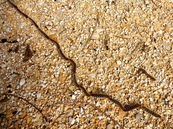 Çam keseböceği tırtıllar - Fotoğraf, Görsel