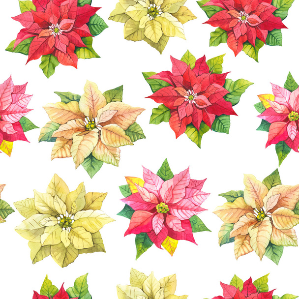 Seamless floral pattern. Background with poinsettia. - 写真・画像