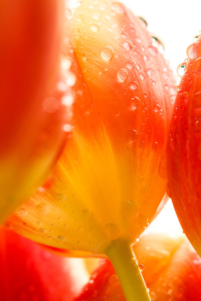 view close-up of buds on red tulips - Fotó, kép