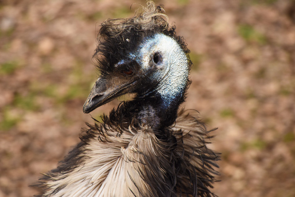 Emu bird head - Foto, afbeelding