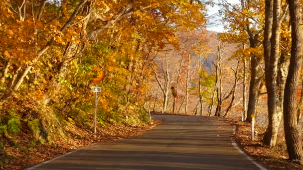 Näköala kiertoajelulle syksyllä Towadako-järvellä Hachimantai kansallispuistossa
 - Materiaali, video