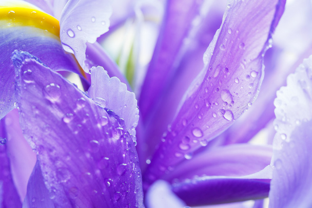 Purple Iris petals with water droplets - Valokuva, kuva