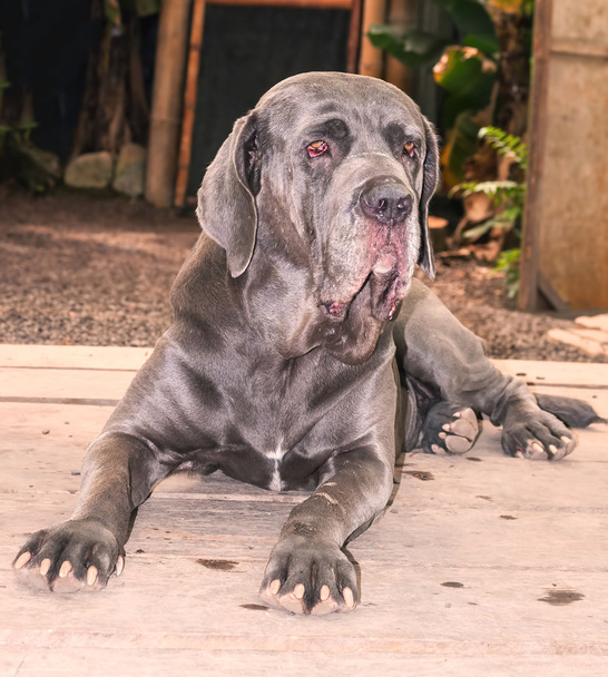 Napolilainen mastiffi aikuinen koira
 - Valokuva, kuva