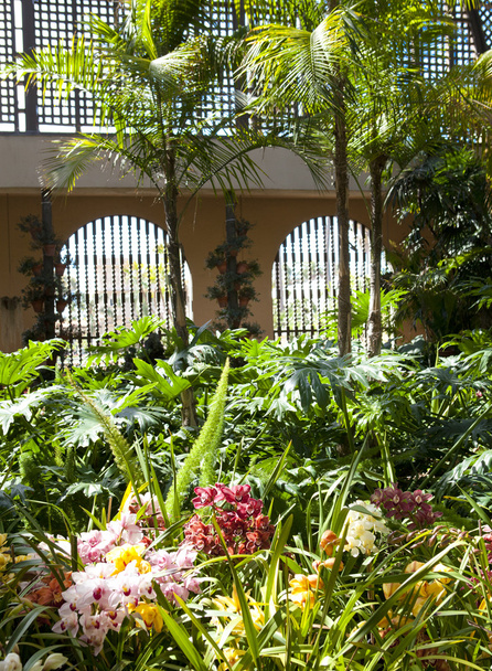 Balboa park botanical building with orchids and palm trees. - Foto, immagini
