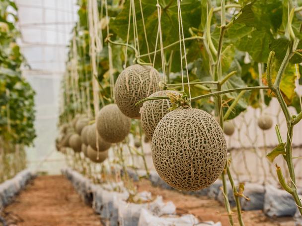 Melones melones que crecen en un invernadero sostenido por cuerdas
 - Foto, Imagen
