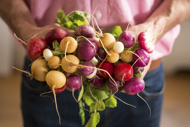 CLose up of Radishes in a Mans hands - Photo, Image