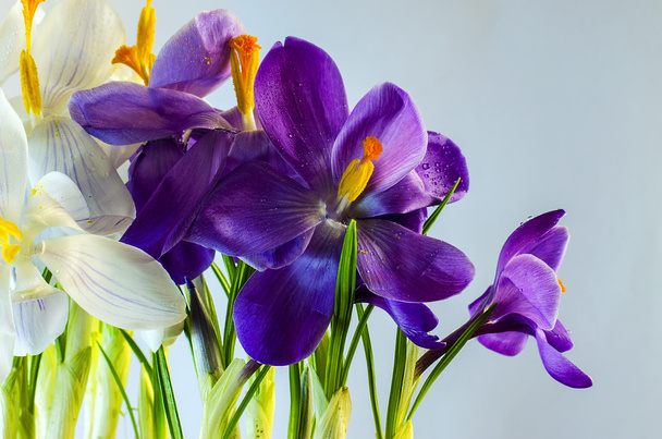  İlk bahar çiçekleri - güzel çiçek açan Çiğdem - Fotoğraf, Görsel