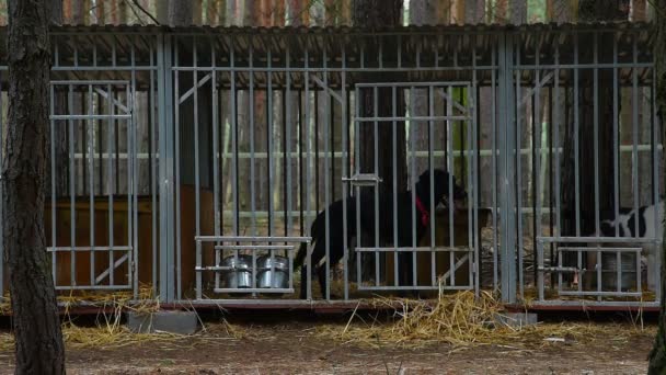 Refugio para perros en el bosque _ 31
 - Metraje, vídeo