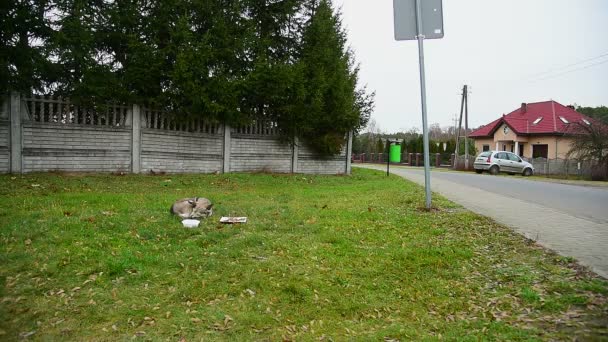 Πάτριον έδαφος σκύλοs από το roadside_4 - Πλάνα, βίντεο