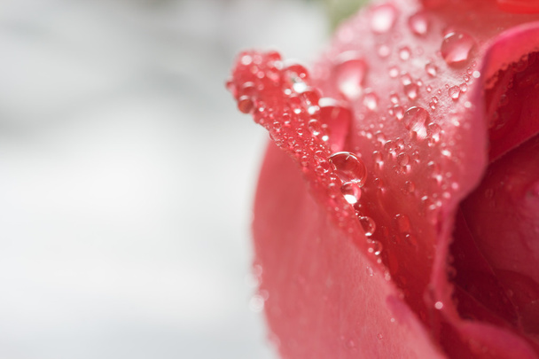 φρέσκο τριαντάφυλλο με σταγόνα νερό, επιλεκτική εστίαση σε κοντινό πλάνο - Φωτογραφία, εικόνα