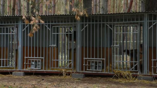 Refugio para perros en el bosque _ 30
 - Metraje, vídeo