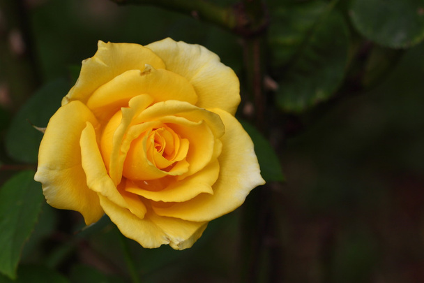 όμορφο τριαντάφυλλο λουλούδι στον κήπο - Φωτογραφία, εικόνα