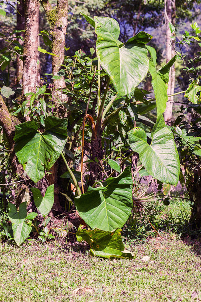 Növény az Amazonas-esőerdő - Fotó, kép