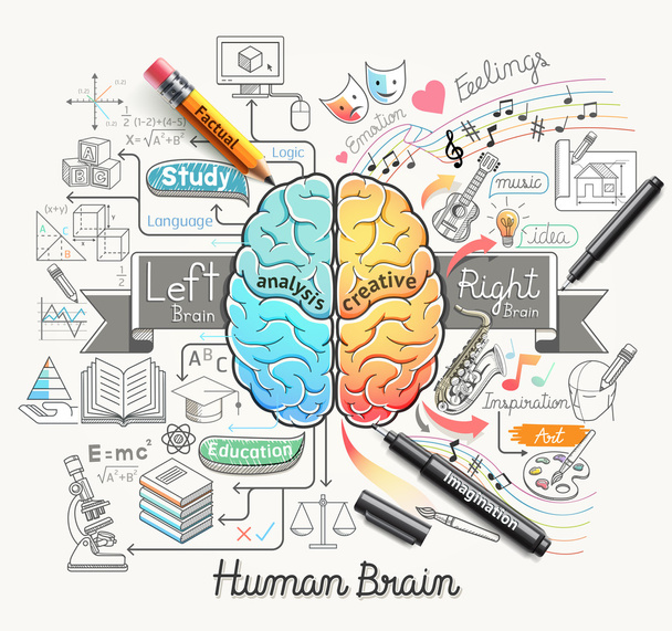 Human brain diagram doodles icons style. Vector illustration. - ベクター画像