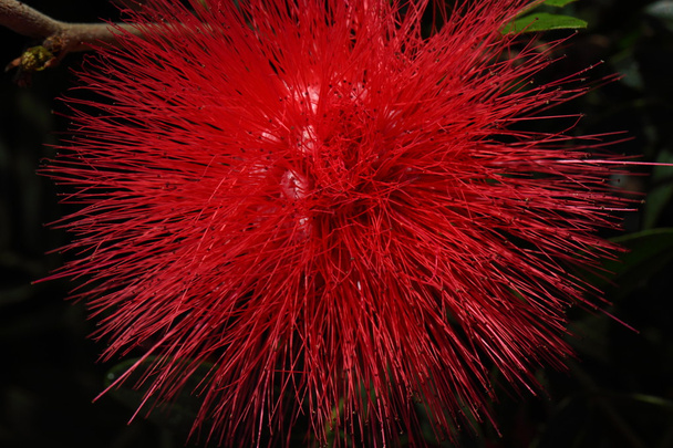 Teljes virágzó krizantém virág - Fotó, kép