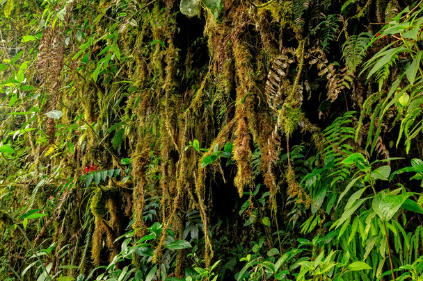 Amazon przyrody, Ekwador - Zdjęcie, obraz