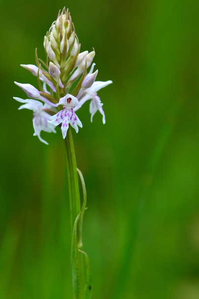 Gefleckte Orchidee (daktylorhiza fuchsii)) - Foto, Bild