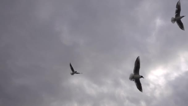 Чайки і хмарного неба - Кадри, відео
