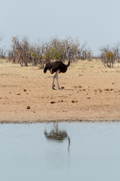 Strusia Struthio camelus, w Etosha, Namibia - Zdjęcie, obraz