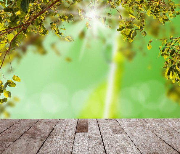 Feuille verte avec bokeh clair et sur la lumière du soleil
 - Photo, image