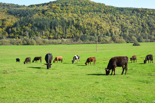 Cows grazing on a green meadow - Фото, изображение